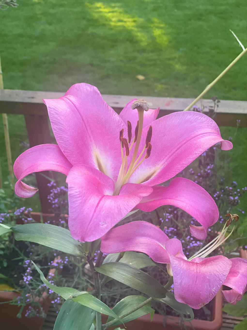 purple lily in bloom
