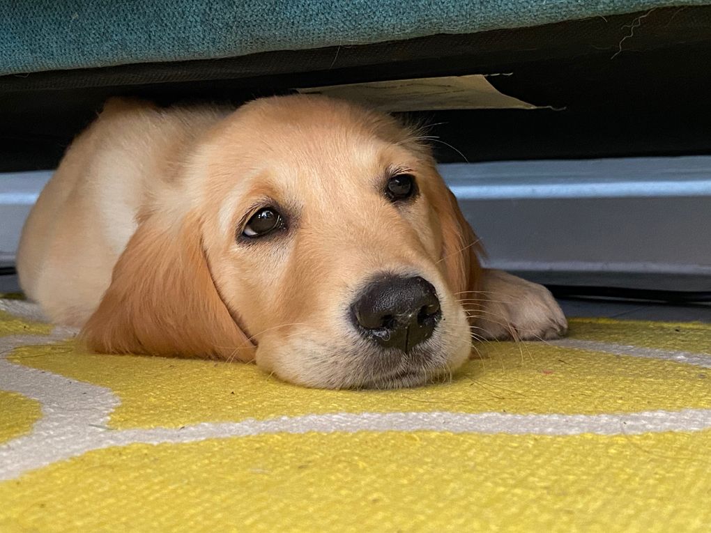 Golden retriever puppy peering out from under a sofa