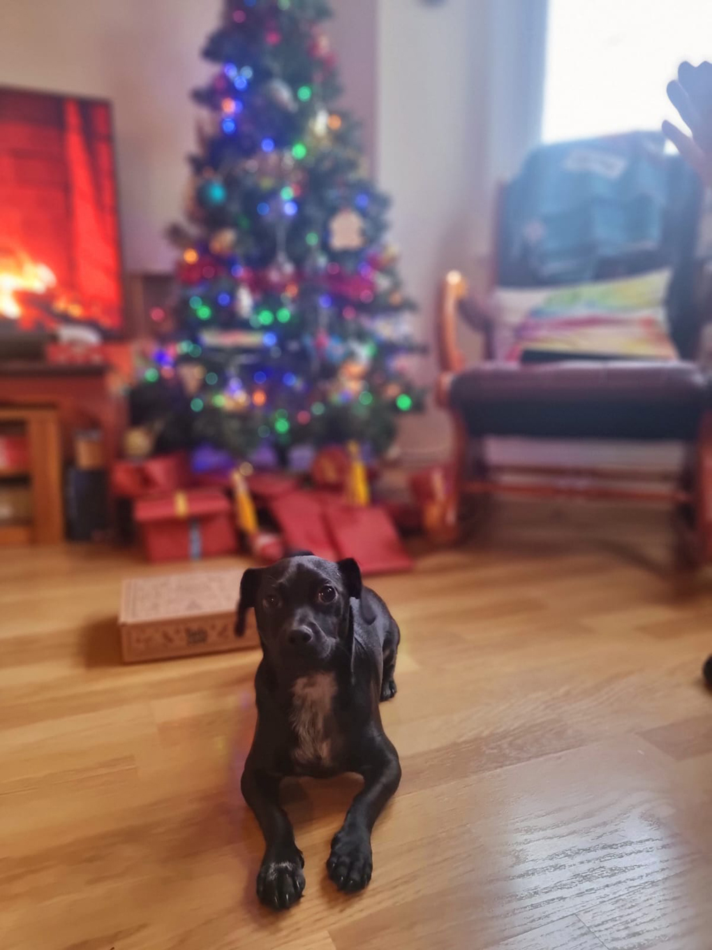 A black puppy sitting by a Christmas tree