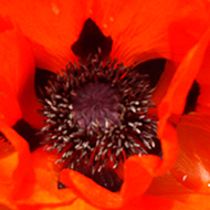 Large red poppy with wonderful black middle