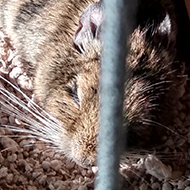 A small, brown degu (a rodent) lies stretched out and asleep in the sun.