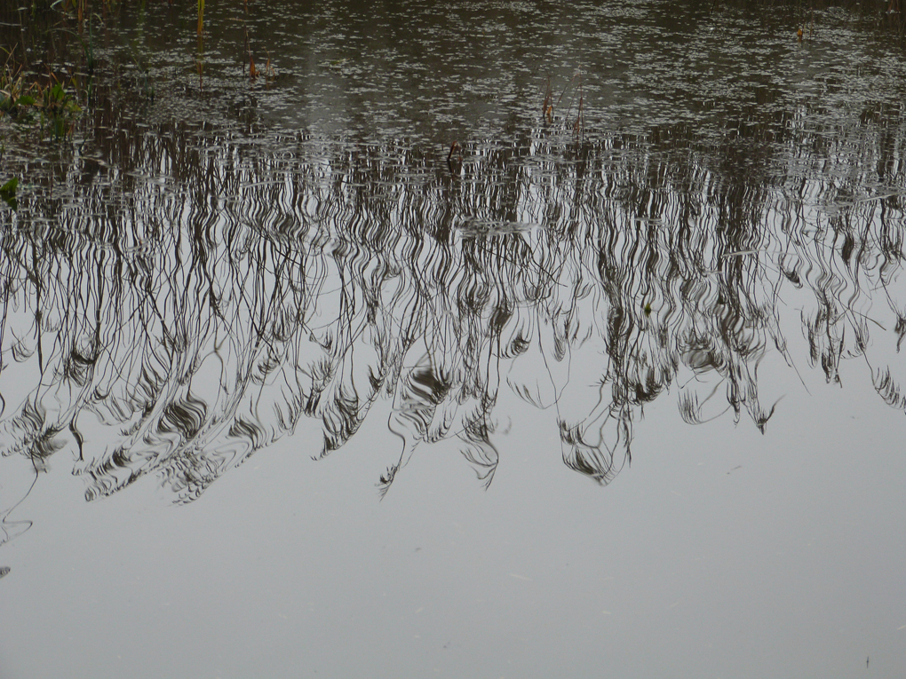 Reflections of reeds on a misty morning, with gentle ripples causing a slightly disconcerting near-dislocation of the reed stems.