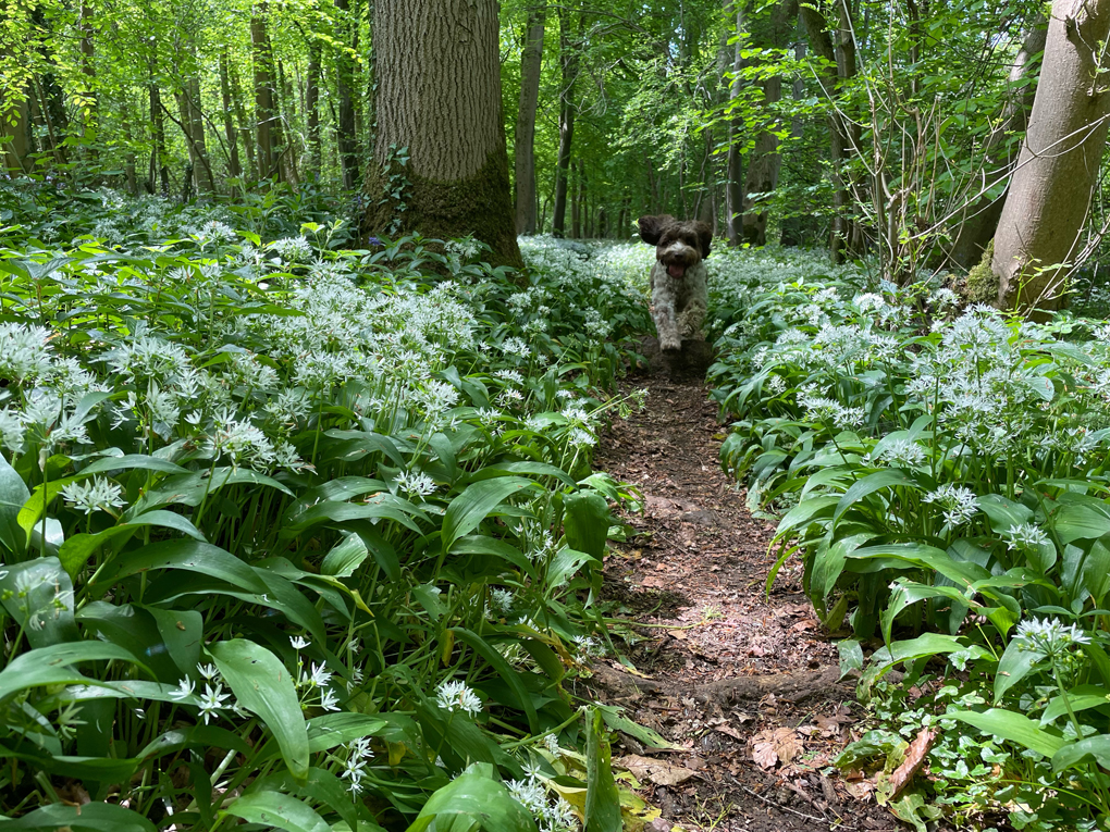 Small brown and white dog running through wild garlic in the woods