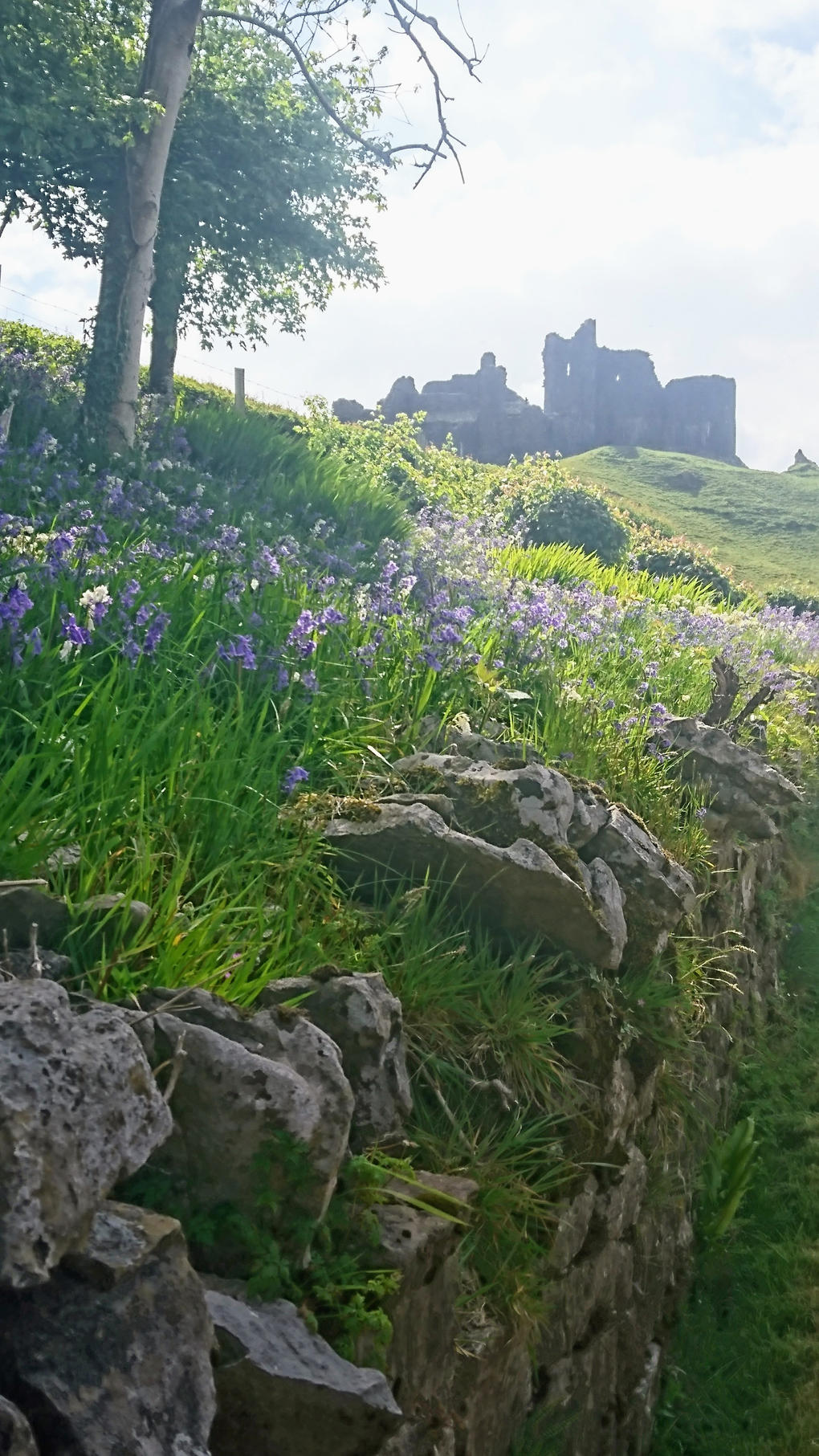 Upon visiting a castle ruin in Wales i took this photo showing a bank of late bluebells at the top of a lovely old dry stone wall, with a view of the castle ruin looming through the heat haze looking faintly there. It was too hot to brave the steep climb to the castle, so a look from below had to suffice. Next stop an ice-cream parlour!