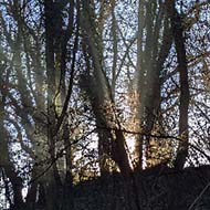 A high-contrast photograph of pale golden sunbeams pushing between dark, wet tree trunks up a densely-covered slope of ivy, shrubs, and rotting leaves