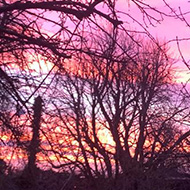 Sun setting, spilling a beautiful pink and purple glow through the trees
