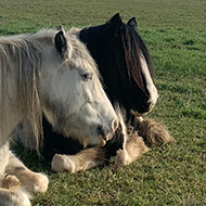 A pair of horses sitting in a field