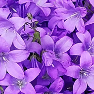 carpet of purple flowers