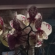 The sun shining in the kitchen window with an orchid in the foreground