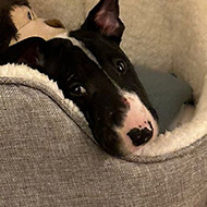 A black and white English bull terrier peaking out of a large gray dog bed, with a bookcase in the background