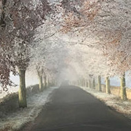 A simple image with a road (no white lines) in the centre leading off into the distance. The road is lined on both sides by frost-lined trees with blue sky peeking through their bare branches.  Outside the trees, on each side are low Cotswold stone walls and fields beyond those. Were the ground is visible that is also lined with frost, apart from the solid black of the road itself.