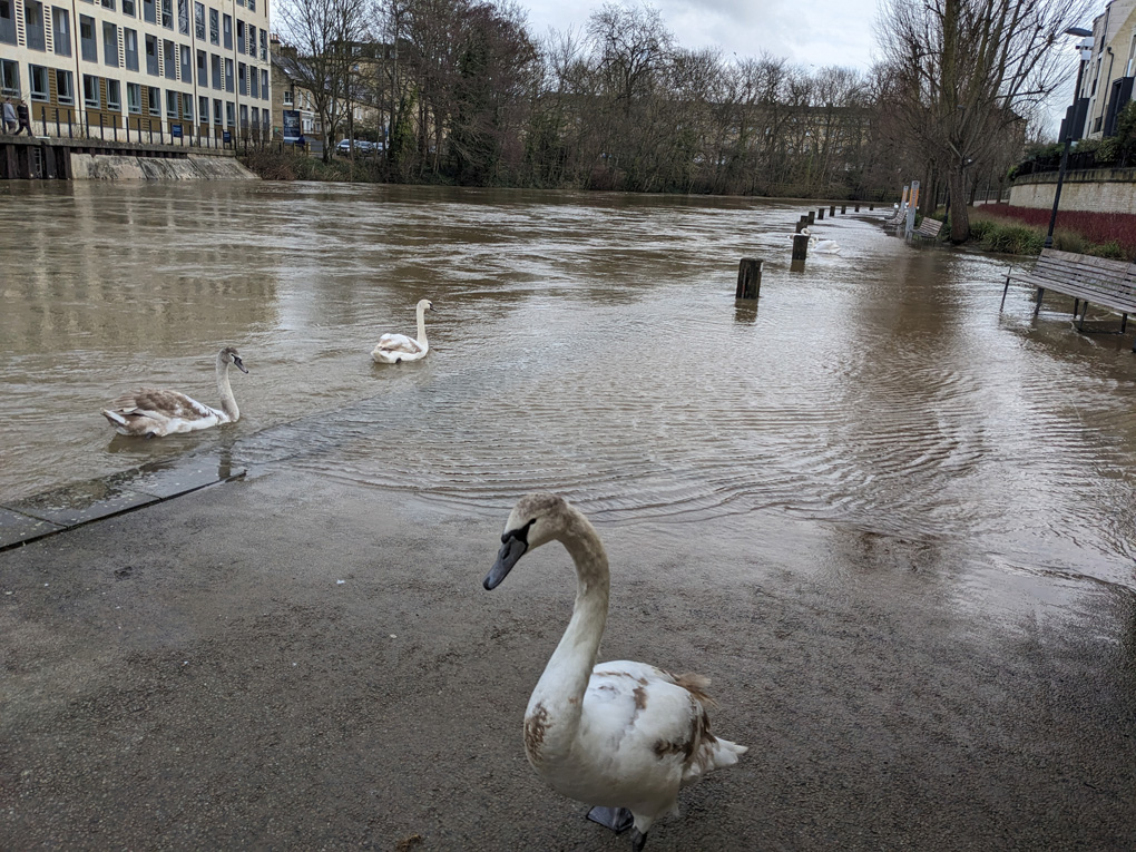 River overflowing onto a path with swans taking advantage
