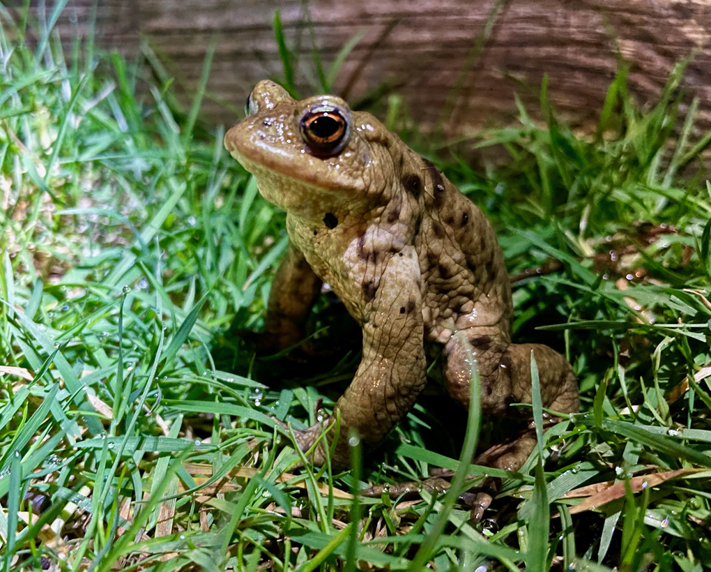 A toad sitting up handsomely on grass at night