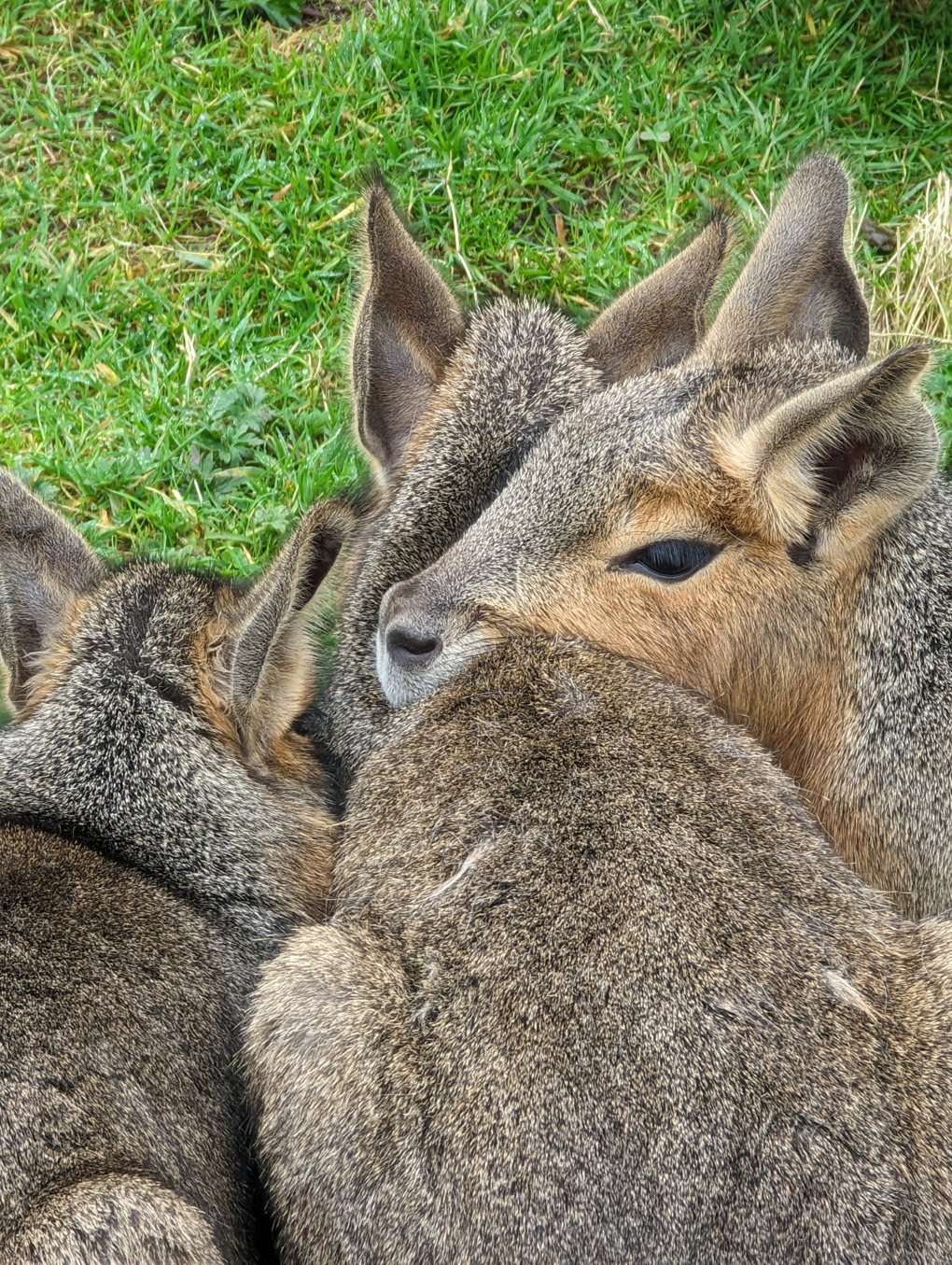 Group of Patagonian Maras cuddling together