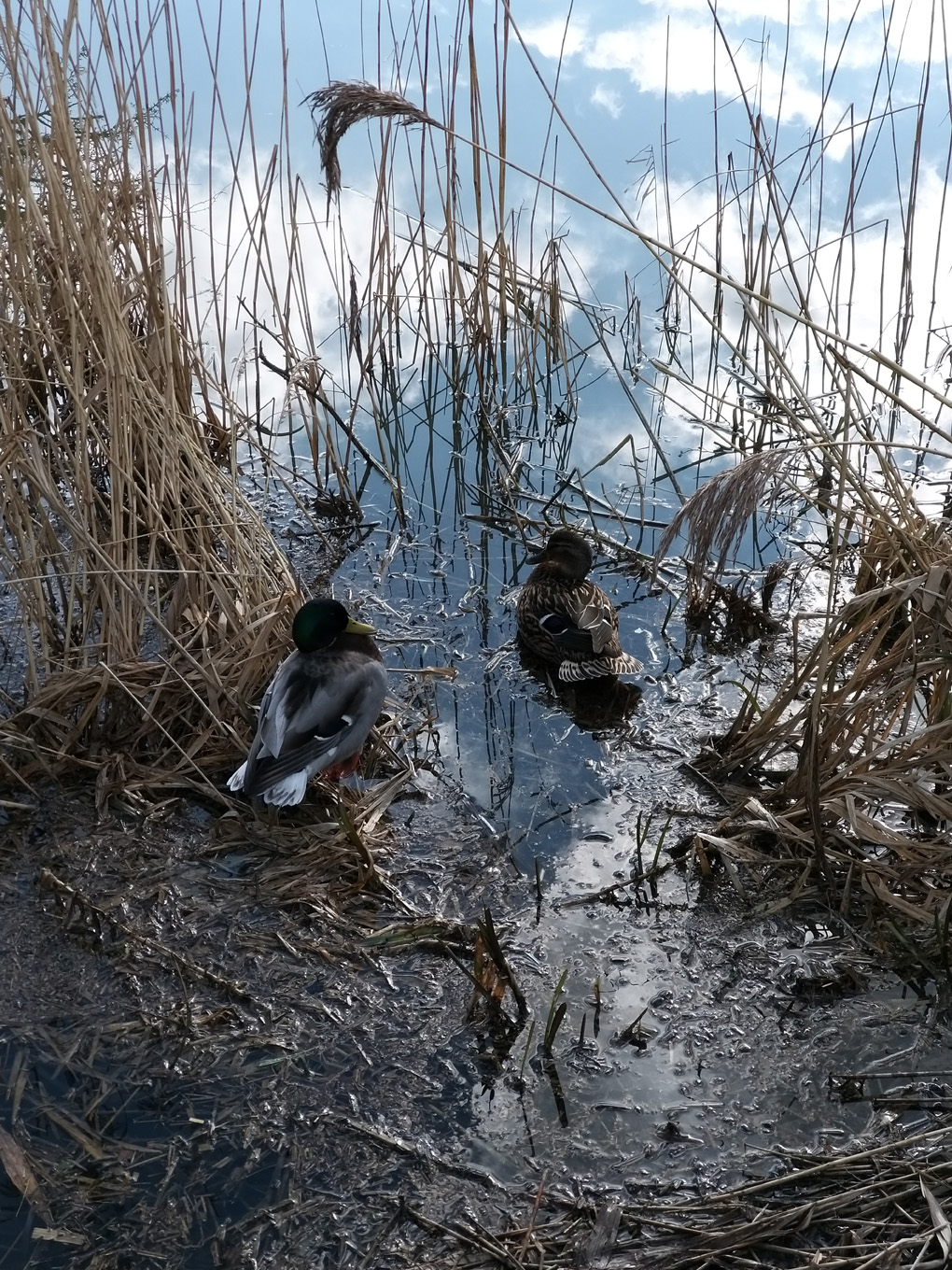 A pair of ducks, nestled in the reeds on the canal, clouds and sky reflected in the water.