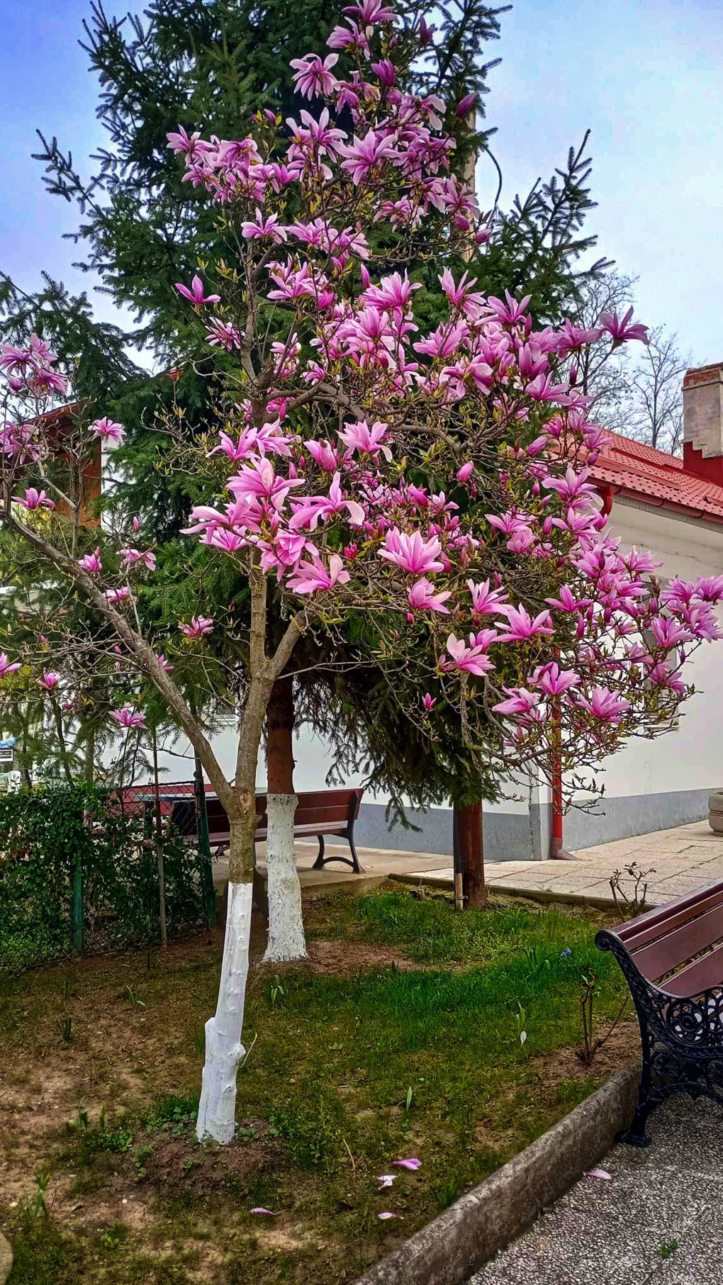 Magnolia in bloom, spring