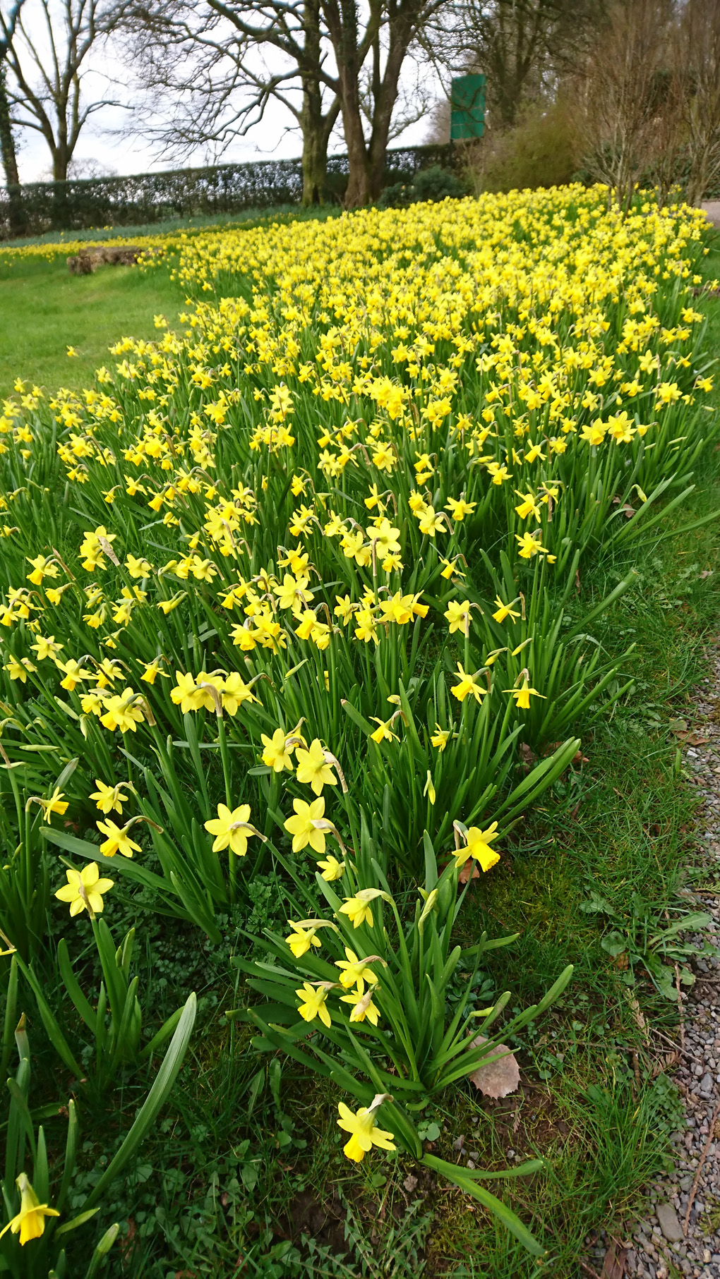 Image shows a windy path skirting a large lawn flanked by a whole host of Tete a Tete Daffodils, looking glorious in the bright sunshine - a rare sight these days!