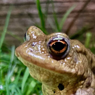 A toad sitting up handsomely on grass at night