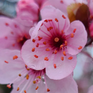 A close up of pink blossom
