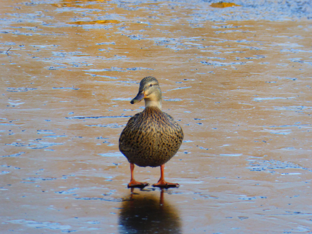 duck on ice