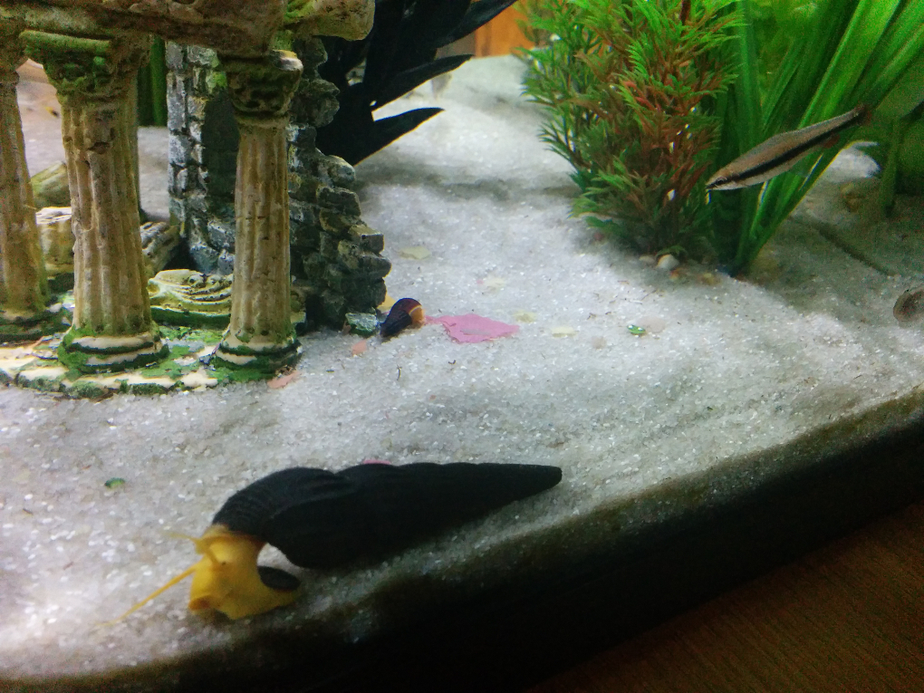 snail in a fish tank