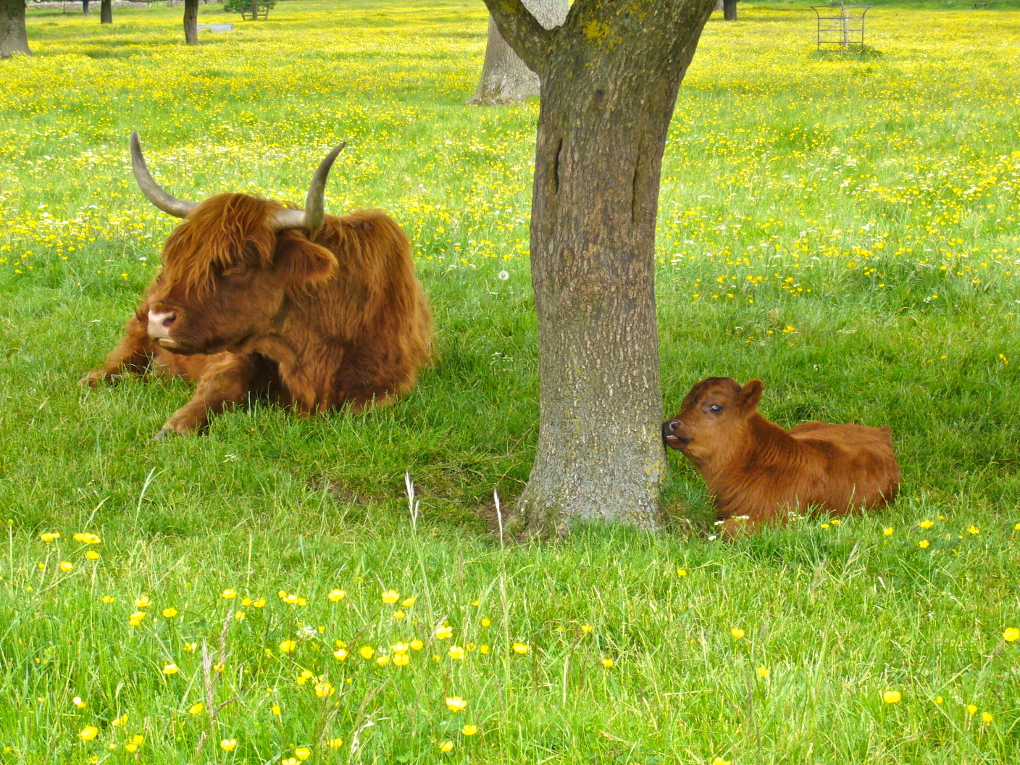 cattle by a tree