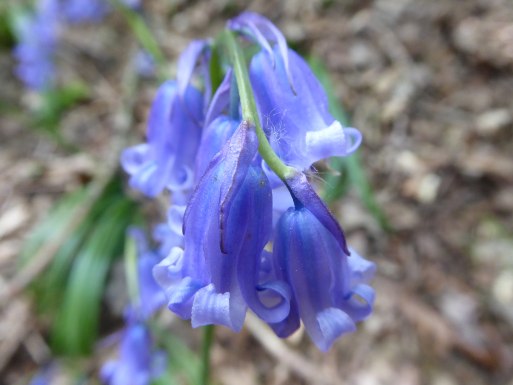 bluebells