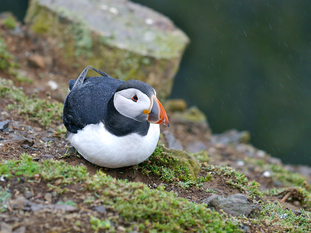 puffin