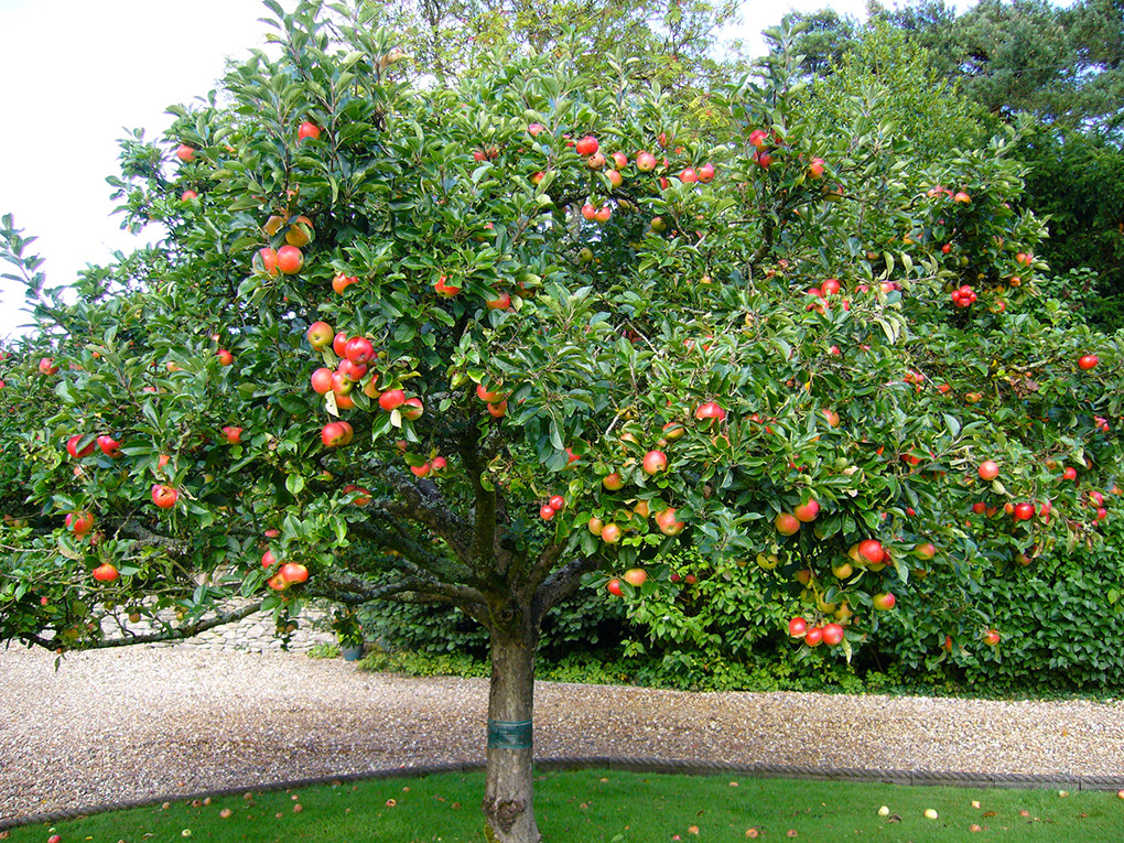 apple tree