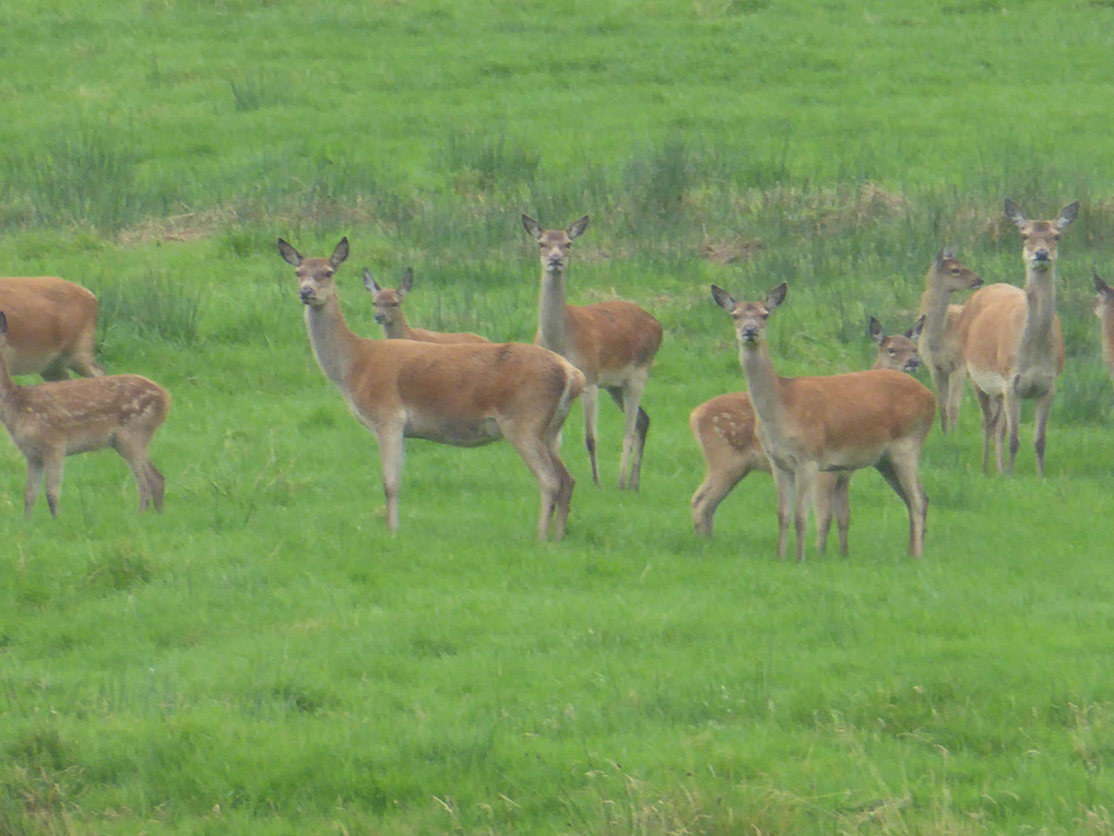 deer on exmoor