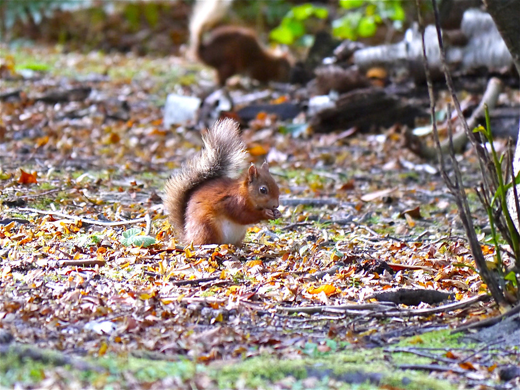 red squirrel