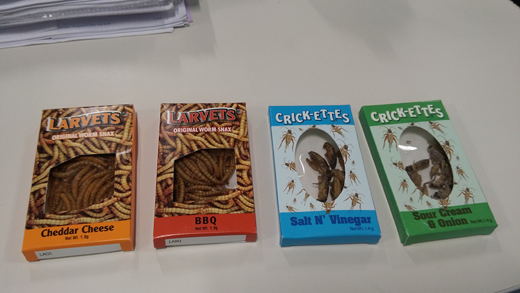 insect snacks