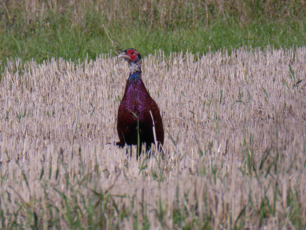 pheasant