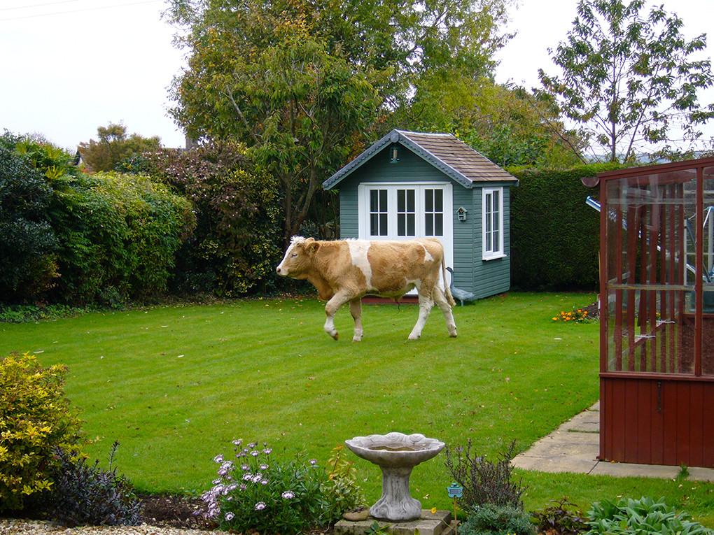 cow in garden