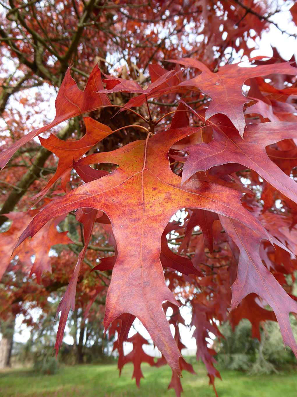 Autumnal leaves