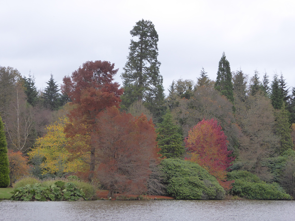 trees by a lake