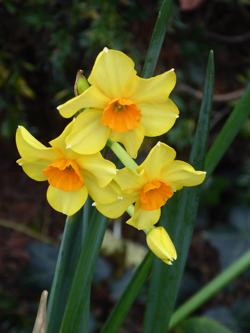 daffodils