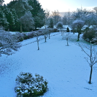 snowy guarden