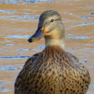 duck on ice