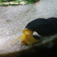 snail in a fish tank