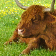 cattle by a tree