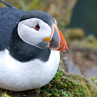 puffin