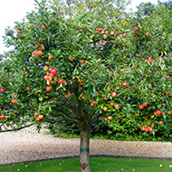 apple tree