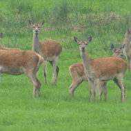 deer on exmoor