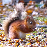 red squirrel