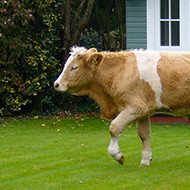 cow in garden