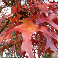 Autumnal leaves