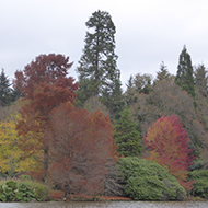 trees by a lake