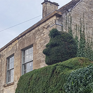 hedge cut to shape of a head