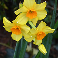 daffodils